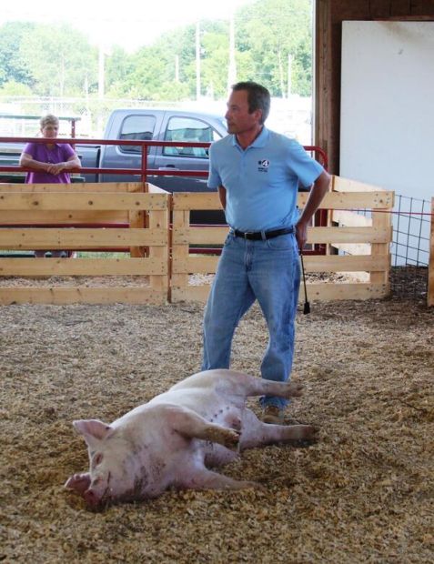 Anthony Peoples' pig has had enough for the day.